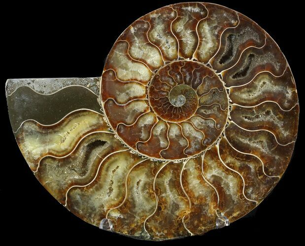 Cut Ammonite Fossil (Half) - Agatized #47707